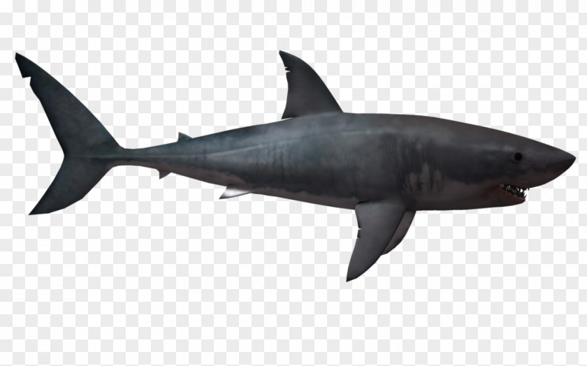 Ganges Shark Megalodon Hungry World Evolution Great White PNG
