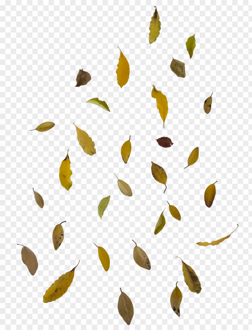 Leaf Autumn Color Clip Art PNG