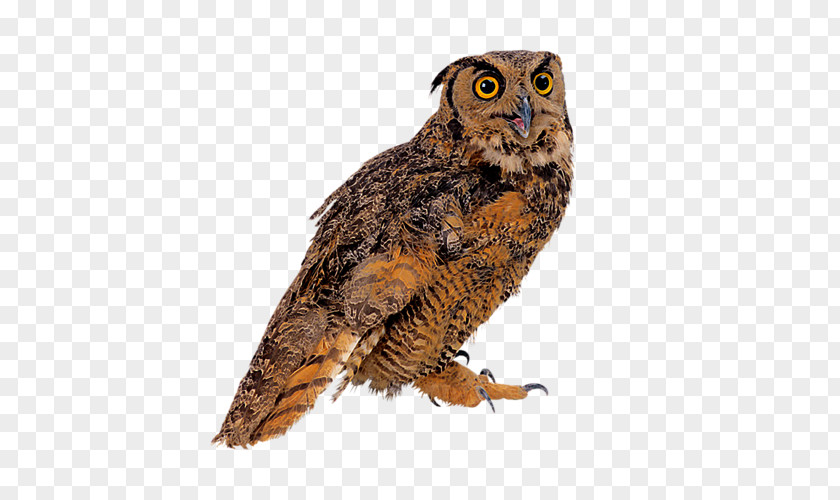 Bird True Owl Clip Art PNG
