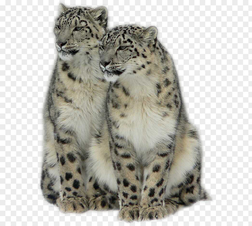 Leopard Cheetah Tiger Lion Felidae PNG