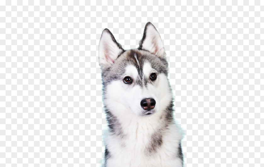 Puppy Siberian Husky Shiba Inu Alaskan Malamute IPhone 7 PNG