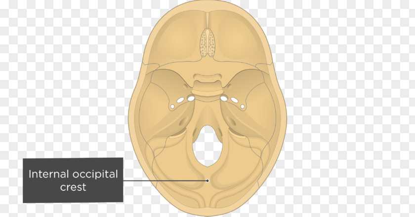 Skull And Bone Gray's Anatomy Groove For Transverse Sinus Sinuses Internal Occipital Protuberance PNG