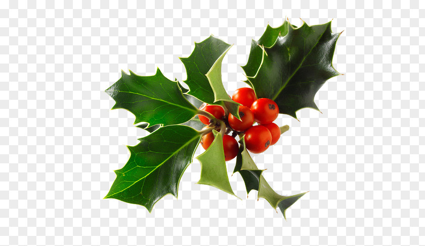 Christmas Common Holly Stock Photography Alamy PNG