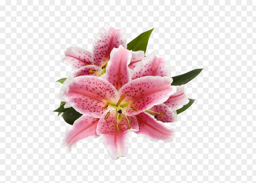 Flower Lilium 'Stargazer' Cut Flowers Arum-lily Pink PNG