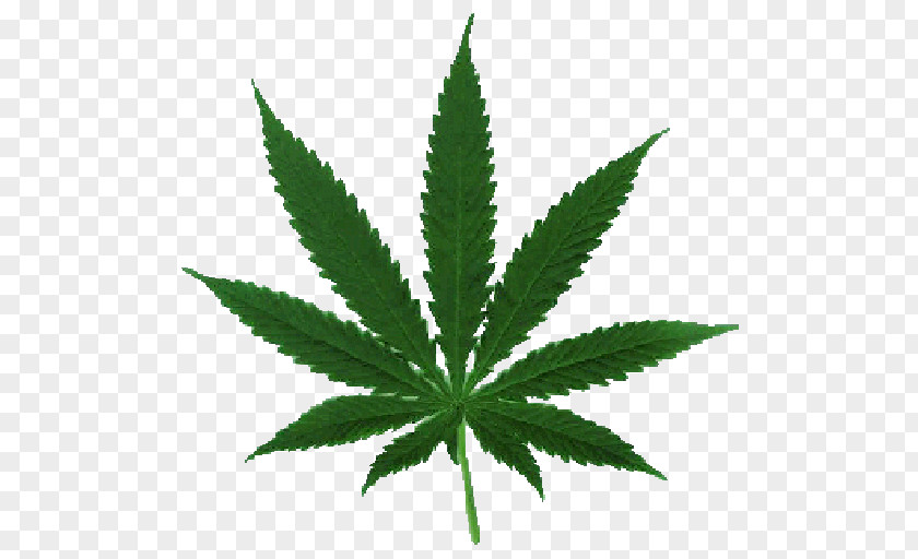 Marijuana Cannabis Sativa Ruderalis Medical PNG