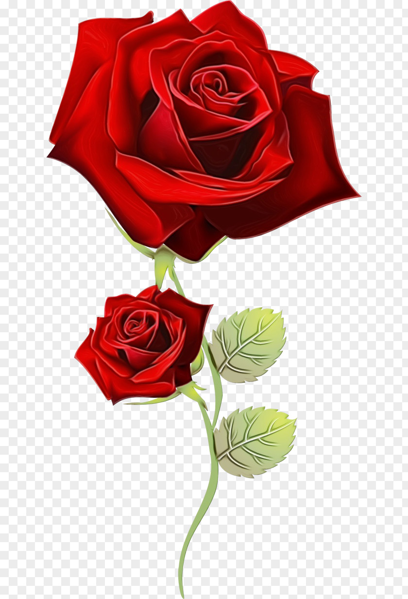 Plant Petal Garden Roses PNG