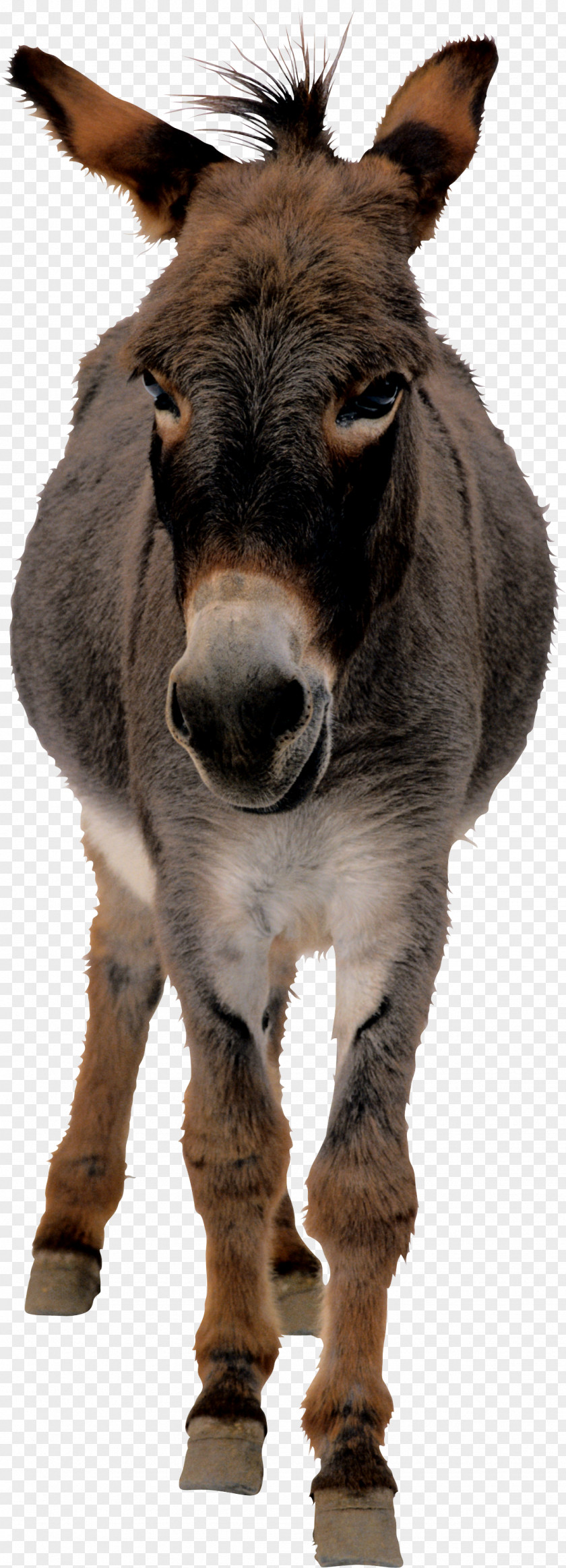 Donkey The Sanctuary Horse Mule PNG