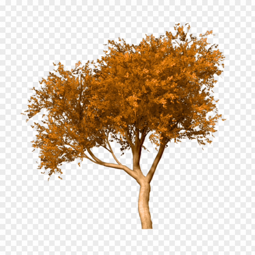 Tree Fall Clip Art Image PNG