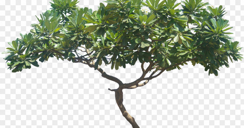 Tree Plumeria Alba Plant Shrub PNG