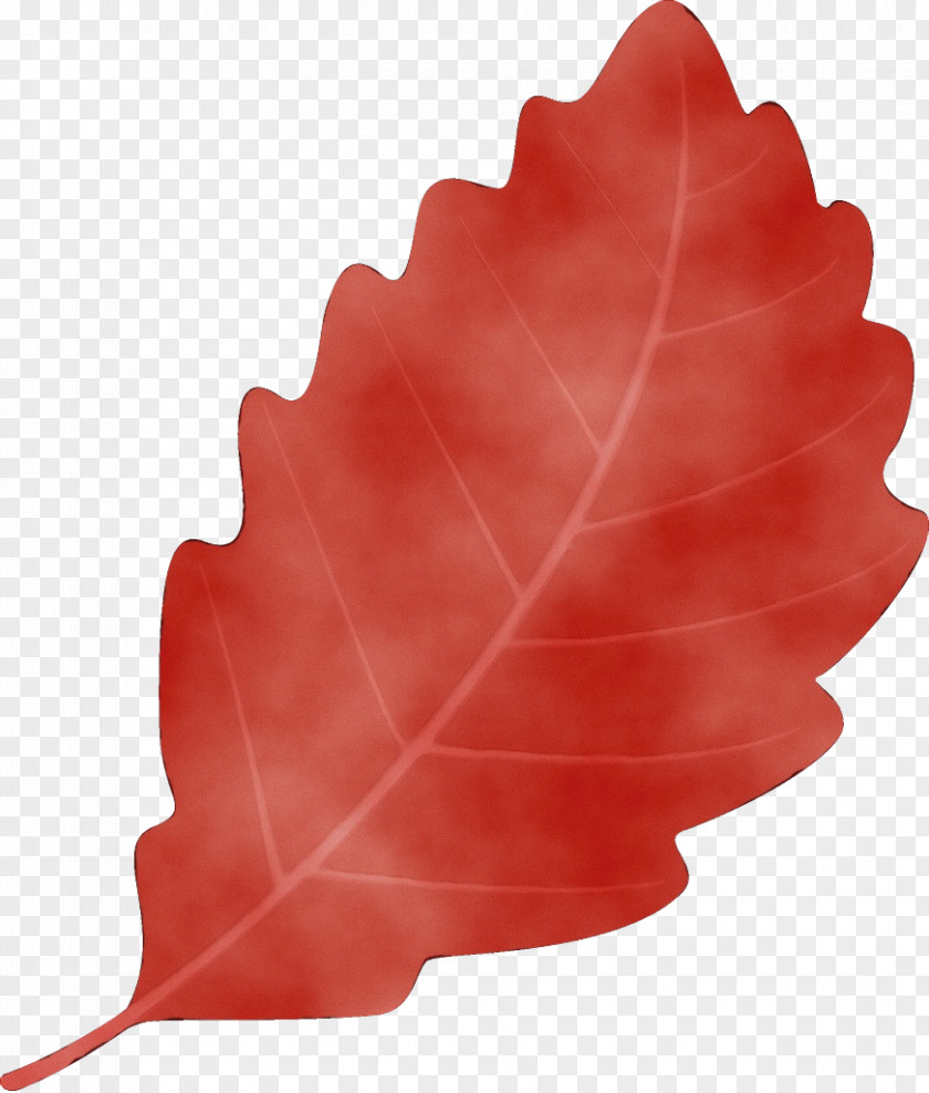 Flower Woody Plant Maple Leaf PNG