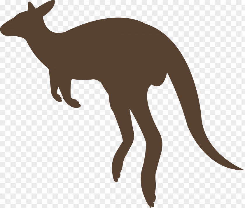 Kangaroo Macropodidae Animal Red Fox PNG