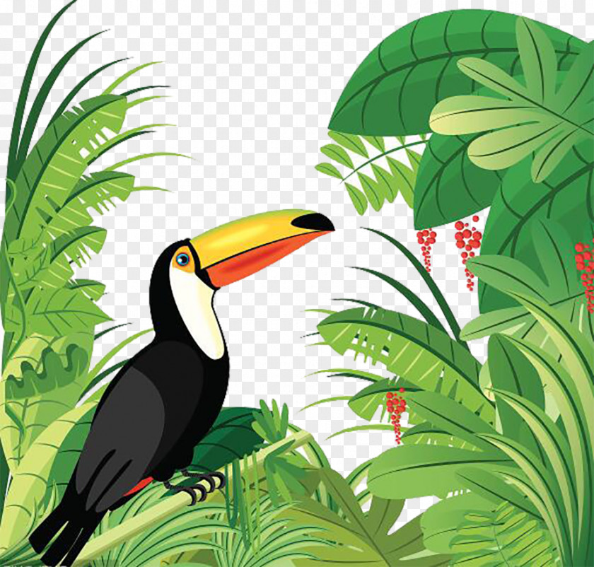 Tropical Rain Forest Birds Amazon Rainforest Bird PNG