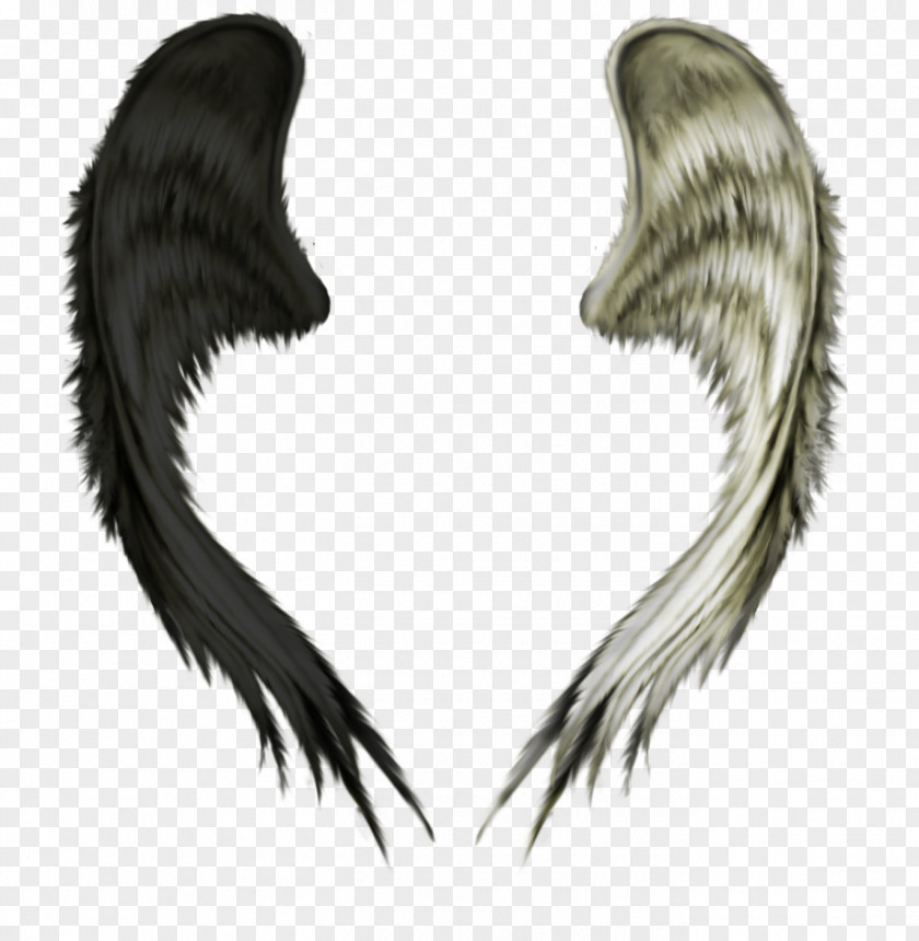 Wing PNG clipart PNG