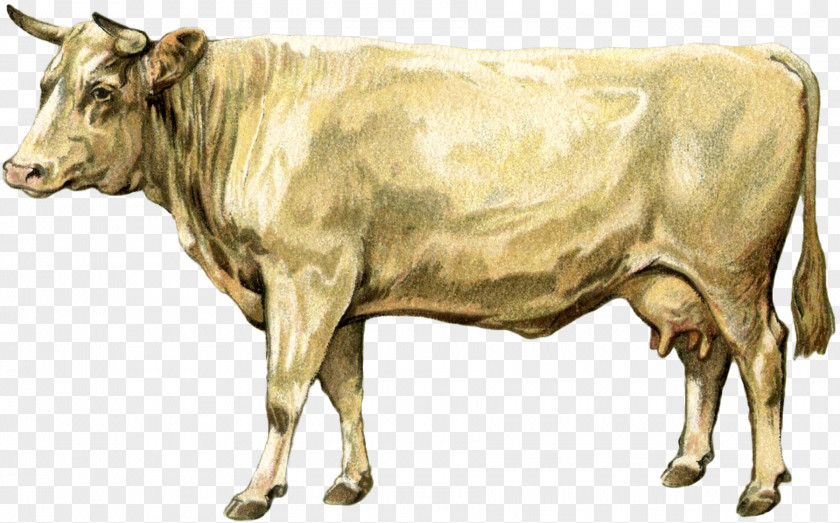 Dairy Cattle Ox Bull PNG