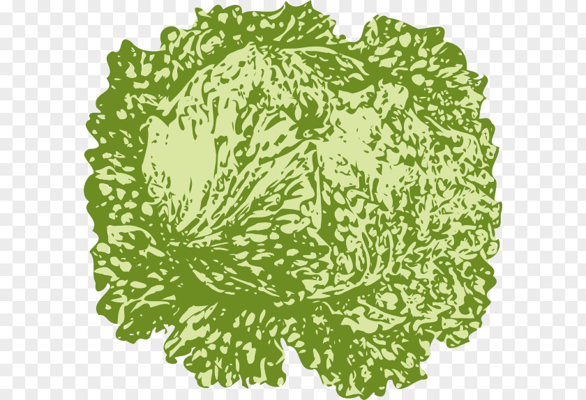 Lettuce Iceberg Salad Cabbage Clip Art PNG
