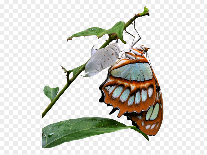 Butterfly Monarch Image Hosting Service PNG