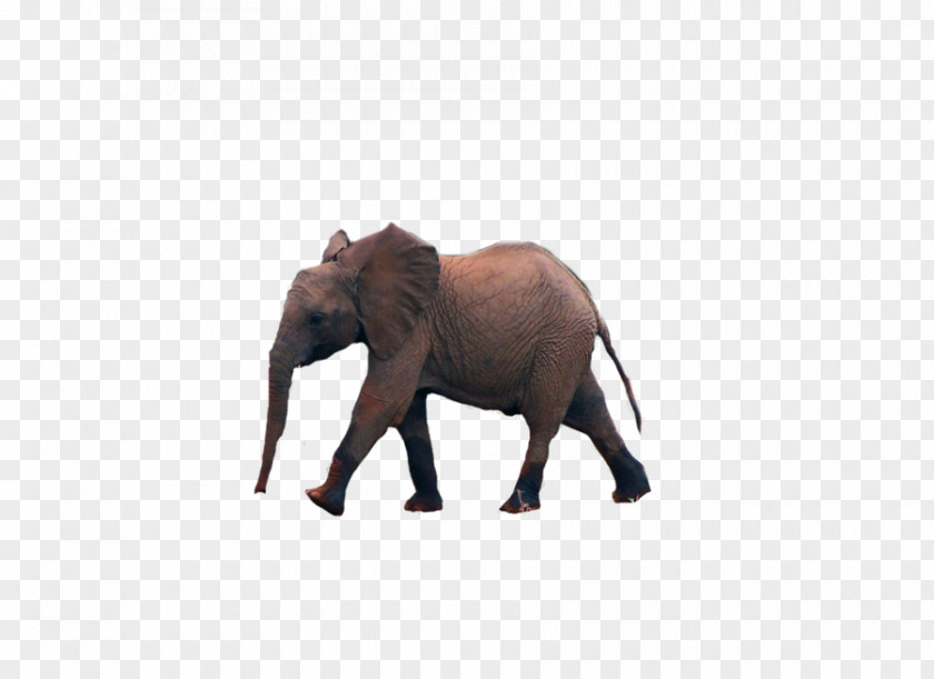 Elefant African Elephant Indian Animal Tusk PNG