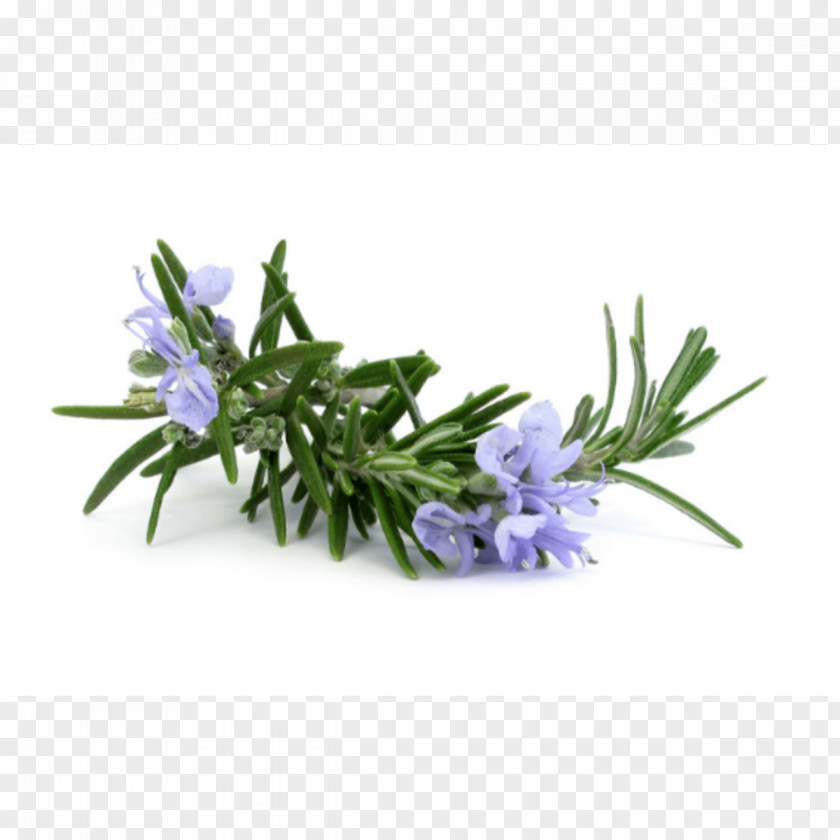 Oil Rosemary Essential Herb Carrier PNG