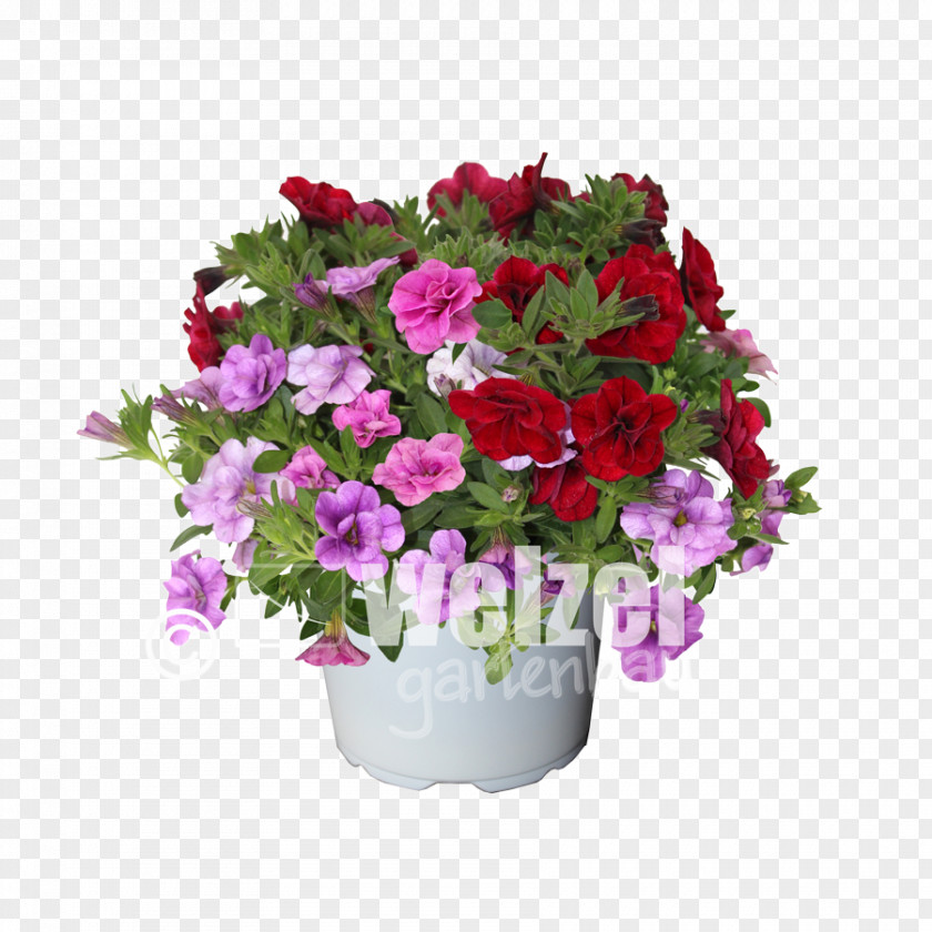 Pelargonium Calibrachoa Floral Design Petunia Cut Flowers PNG