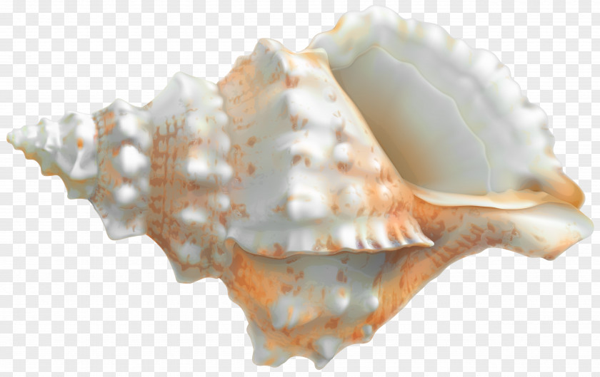 Rapana Clip Art Image Seashell Veined Rapa Whelk PNG