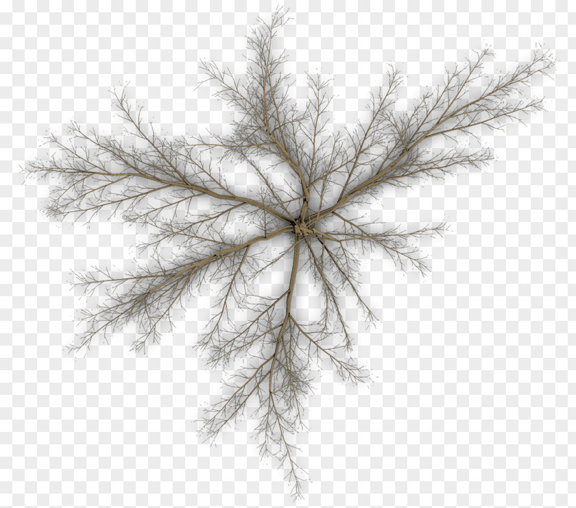 Tree Pine Twig Branch Leaf PNG