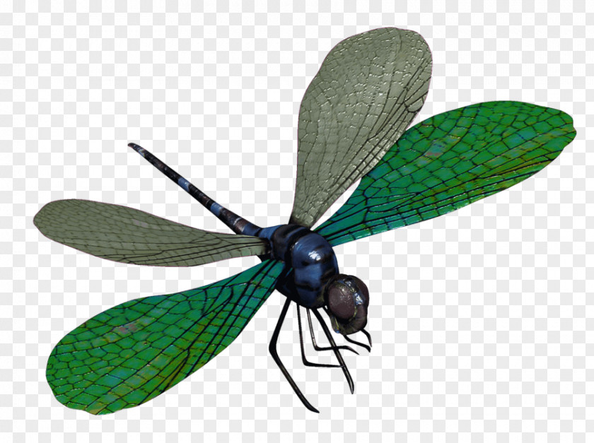 Dragonfly The Clip Art Transparency PNG