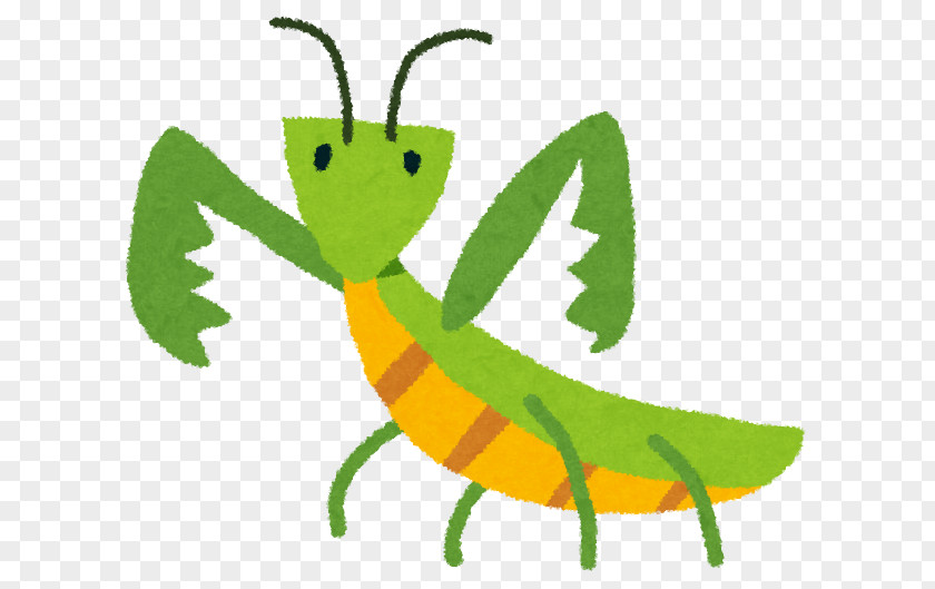 Insect Mantis Illustration Child Photography PNG