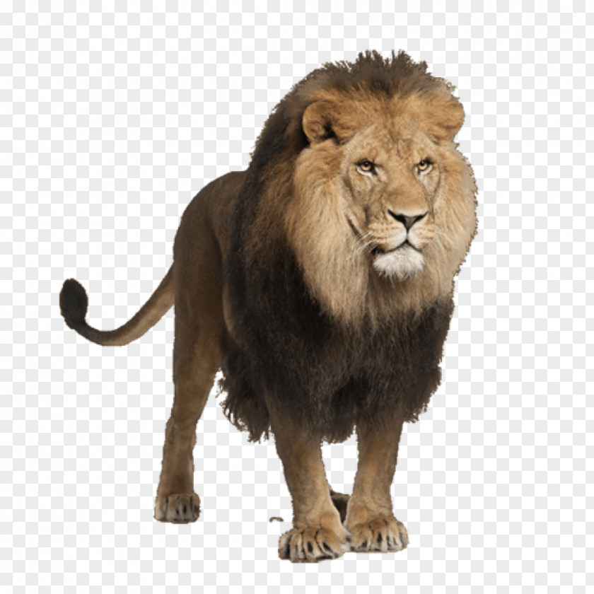 Lion Stock Photography Royalty-free Illustration Stock.xchng PNG