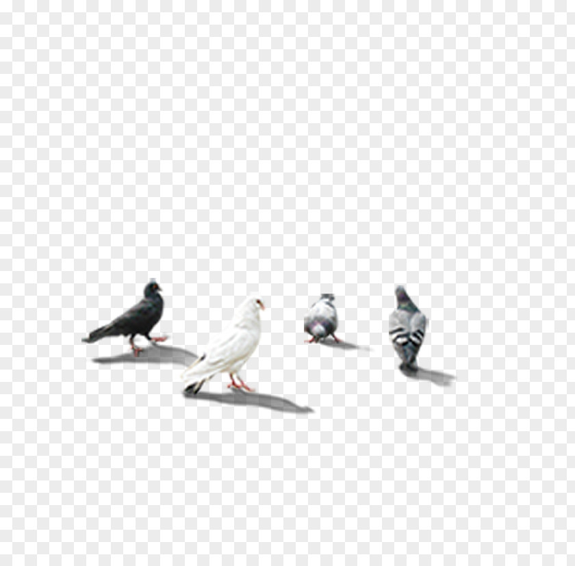 Pigeon Rock Dove Columbidae Download PIGEON CORPORATION PNG