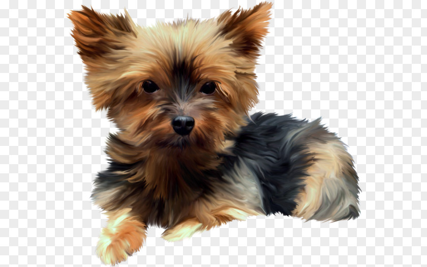 Puppy Yorkshire Terrier Australian Silky Norwich Morkie PNG