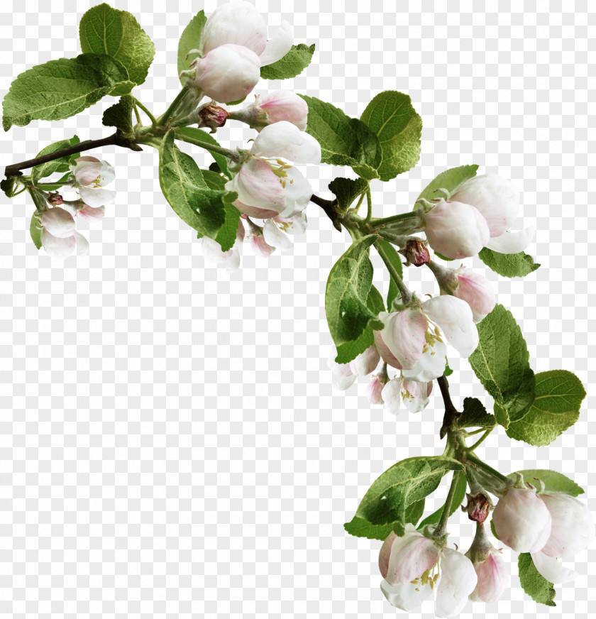 Cherry Tree Apples Photography Clip Art PNG