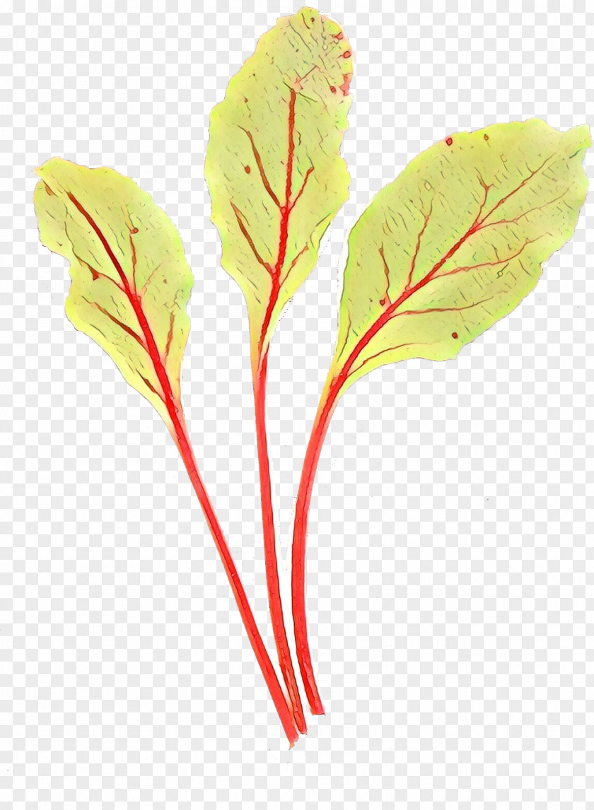 Sorrel Beetroot Plants Background PNG