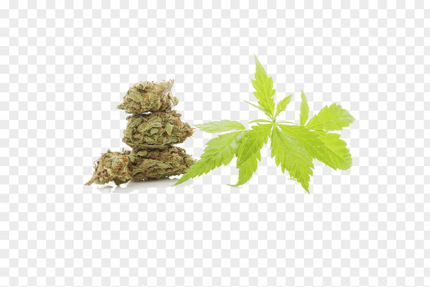 Cannabis And Leaves Sativa Drug Hemp PNG