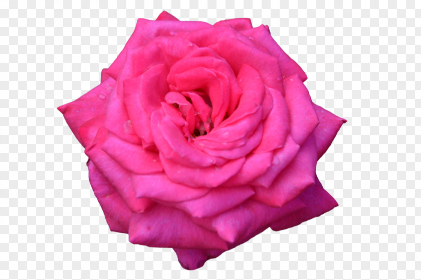 Overexposed Garden Roses Cabbage Rose Flower Floribunda PNG