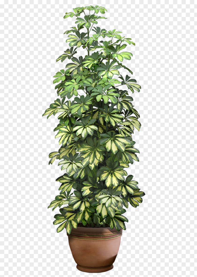 Plant Houseplant Flowerpot Clip Art PNG