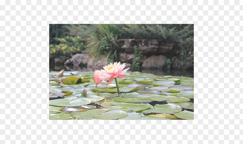 Plant Petal Community Pond Water PNG