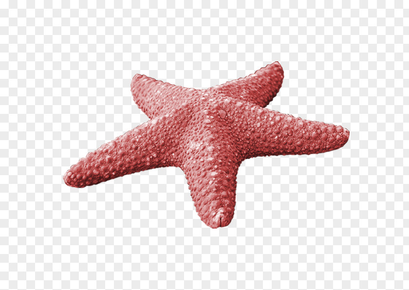 Red Starfish Callopatiria Granifera PNG