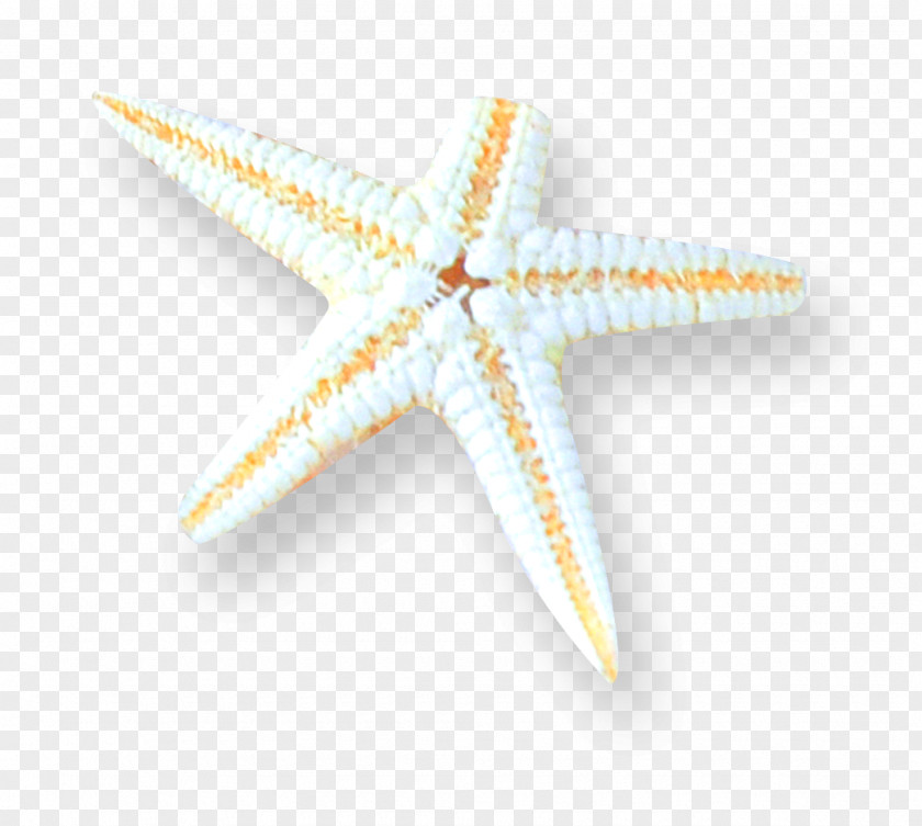 Simple Starfish Pattern PNG