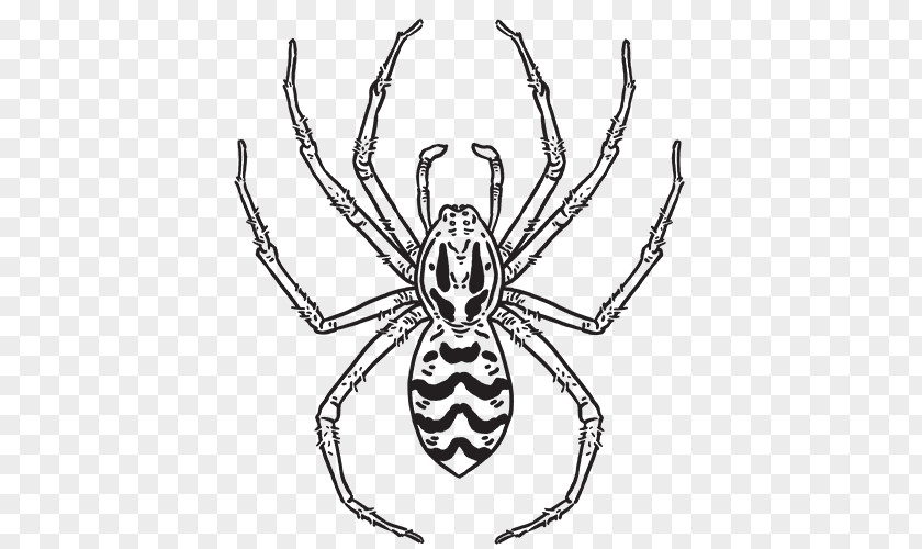 Spider Hobo Orb-weaver Spiders Web Common House PNG