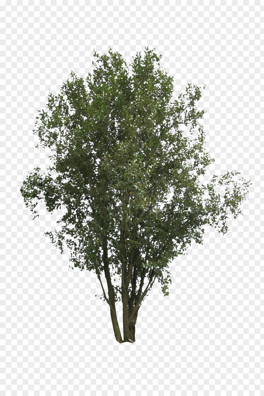 Birch Shrub Branch Tree Plant PNG