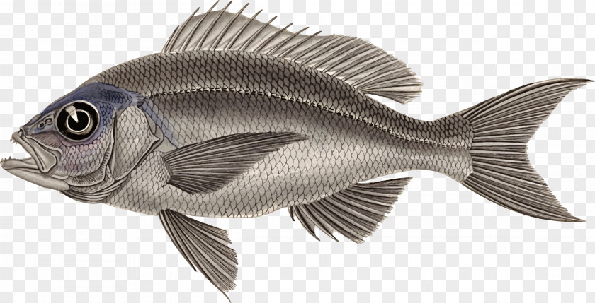 Fish Tilapia Ray-finned Fishes Clip Art Perch-like European Perch PNG