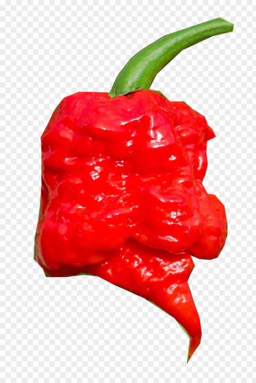 Hot Peppers Habanero Cayenne Pepper Piquillo Bird's Eye Chili Tabasco PNG