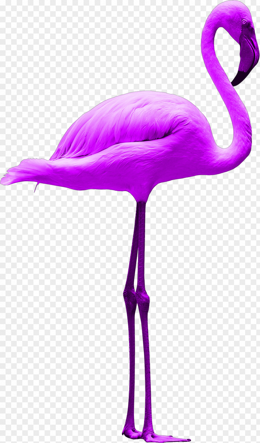 Marketing Flamingos Brand Consumer Semiotics PNG