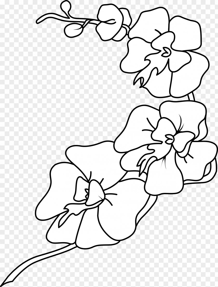 Orchid White Orchids Drawing Black And Clip Art PNG