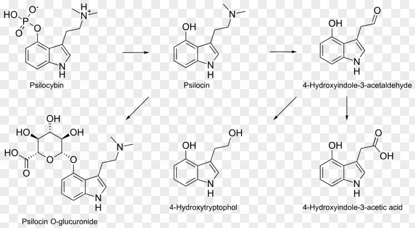 Psilocybin Mushroom Psilocin N,N-Dimethyltryptamine Aromatic Amino Acid PNG