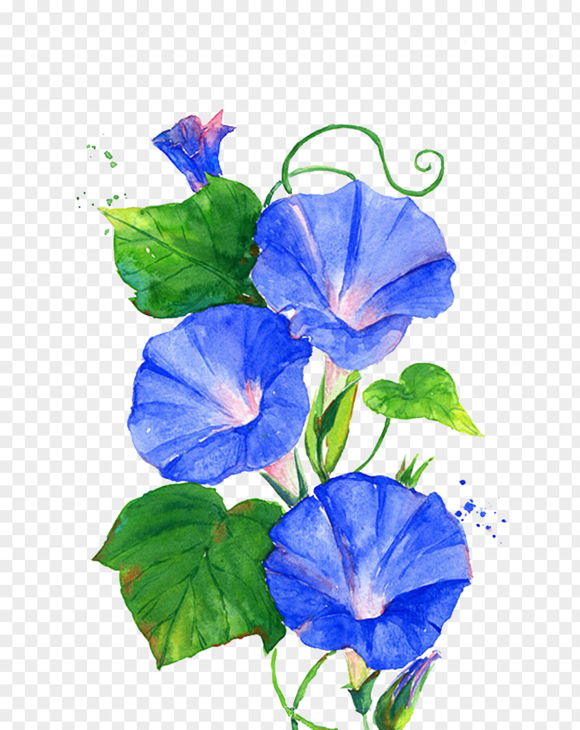 Trumpet Flowers Ipomoea Nil Flower Vine Blue PNG
