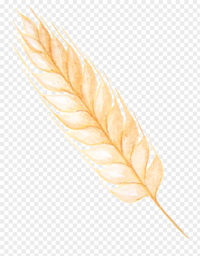 Wheat Grain Leaf Quill PNG