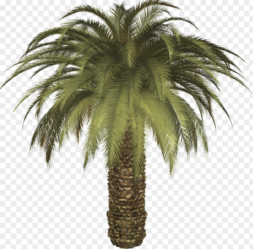 Date Palm Arecaceae Tree Clip Art PNG