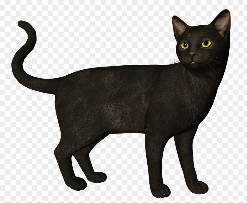 Gato Negro Bombay Cat Korat Havana Brown European Shorthair German Rex PNG