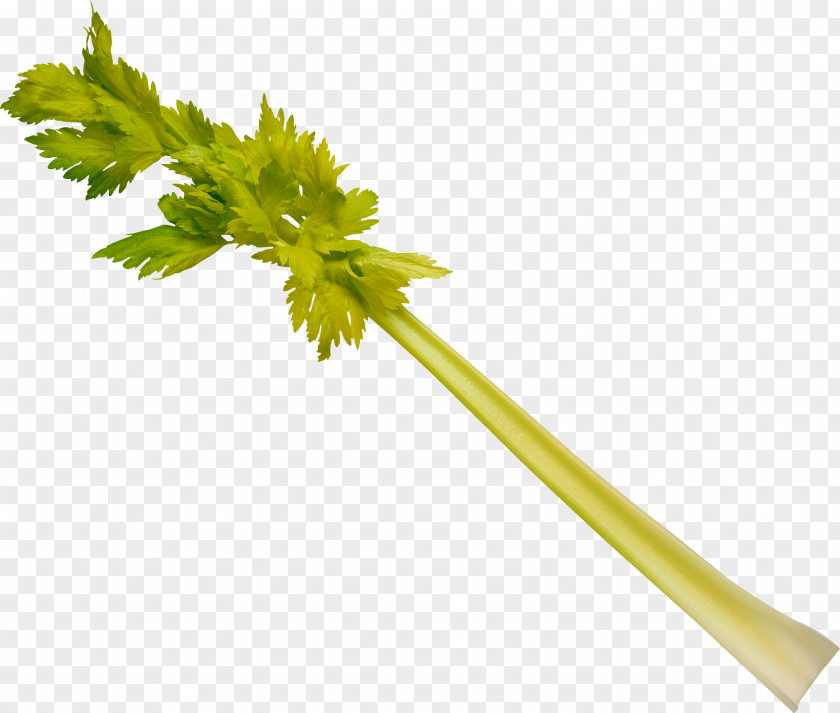 Herbs Leaf Celery Stock Photography Vegetable Plant Stem Celeriac PNG